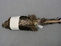 鳳頭蒼鷹藏品圖，第2張